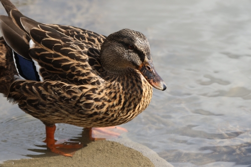 Domestic Mallard photographed in Hawaii
