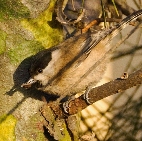 Marsh Tit