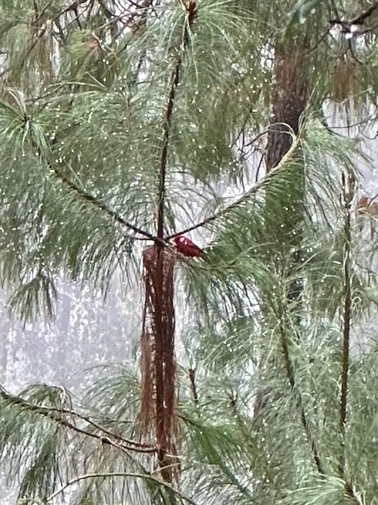 Red Warbler (Cardellina rubra), photo 1