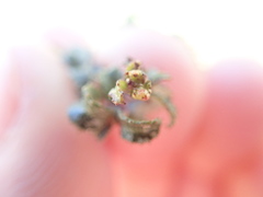 Ceanothus foliosus foliosus