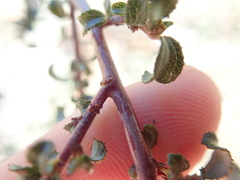 Ceanothus foliosus foliosus