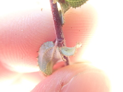 Ceanothus foliosus foliosus