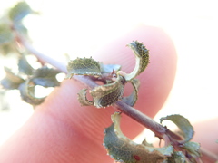 Ceanothus foliosus foliosus
