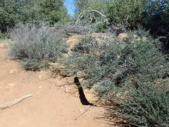 Ceanothus foliosus foliosus