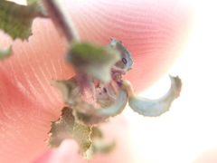 Ceanothus foliosus foliosus