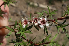 Kunzea ericoides