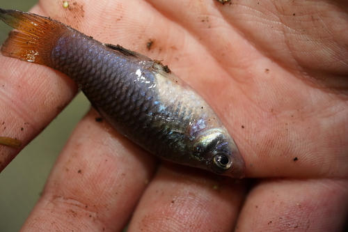 Merry widow (Phallichthys amates) — Poeciliidae