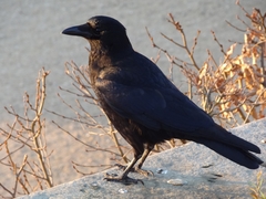 Corvus corone
