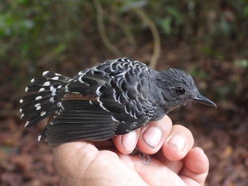 Common Scale-backed Antbird (Willisornis poecilinotus), photo 8
