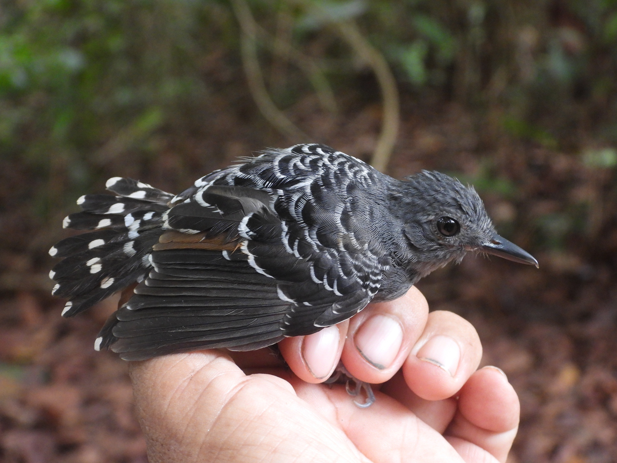 Common Scale-backed Antbird (Willisornis poecilinotus), photo 7