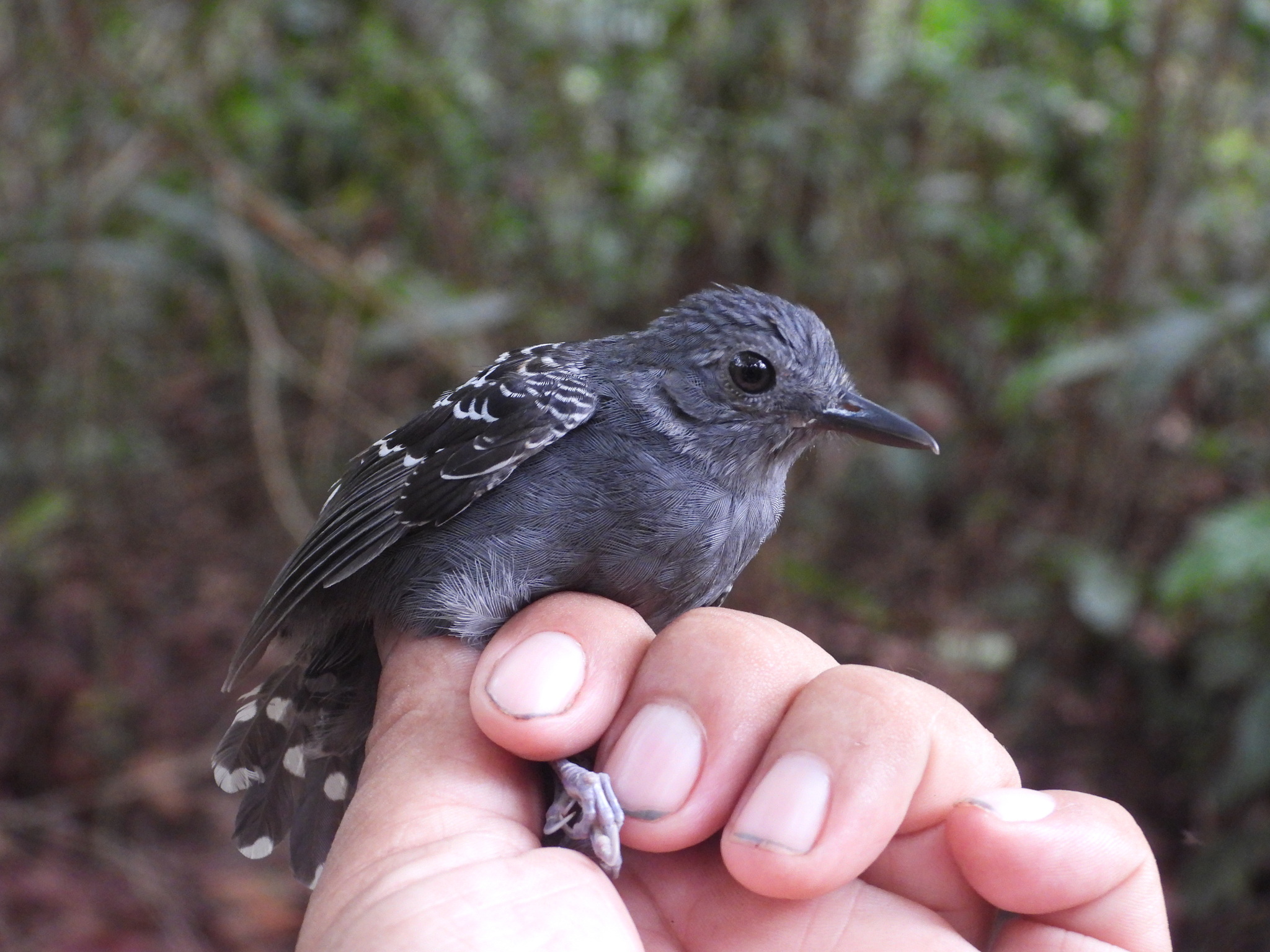 Common Scale-backed Antbird (Willisornis poecilinotus), photo 8
