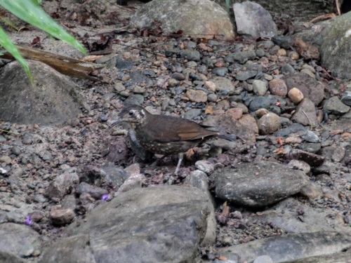 Dark-sided Thrush (Zoothera marginata), photo 6
