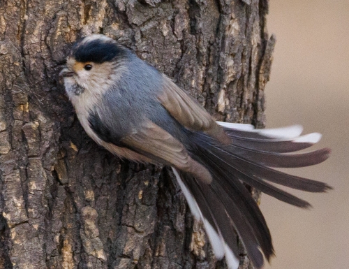 Silver-throated Tit