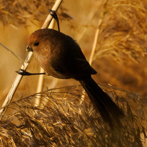 Vinous-throated Parrotbill