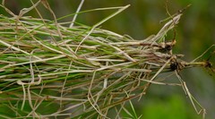 Ehrharta ramosa aphylla