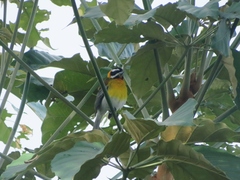 Spindalis portoricensis