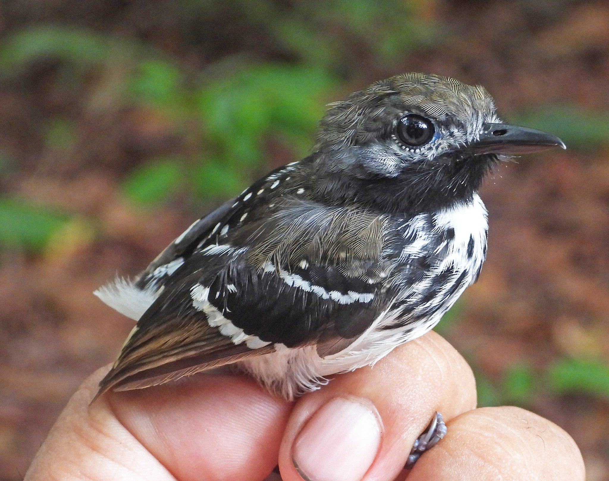Dot-backed Antbird (Hylophylax punctulatus), photo 1