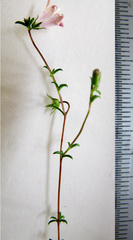 Wahlenbergia polyantha