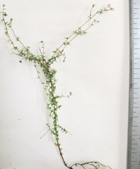 Wahlenbergia polyantha