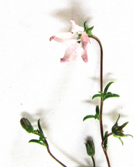Wahlenbergia polyantha
