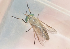 Tabanus texanus