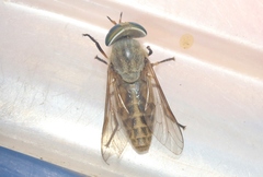 Tabanus texanus
