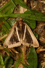 Chalciope alcyona