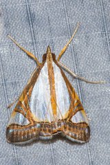 Agrioglypta eurytusalis