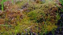 Sphagnum perichaetiale