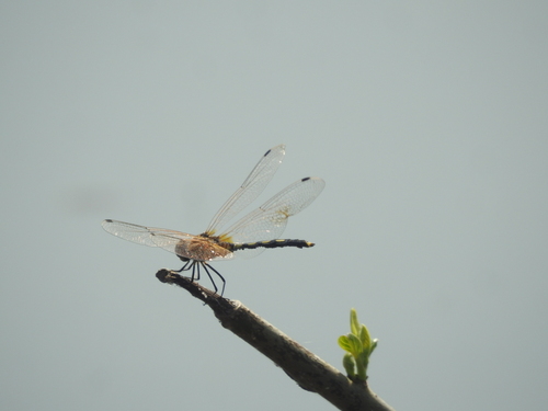 Dancing Dropwing