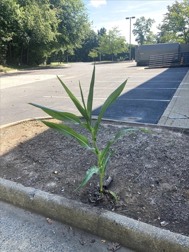 Sweet Corn plant photo (Zea mays)