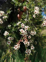 Kunzea ericoides