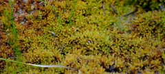Sphagnum perichaetiale
