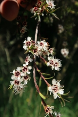 Kunzea ericoides