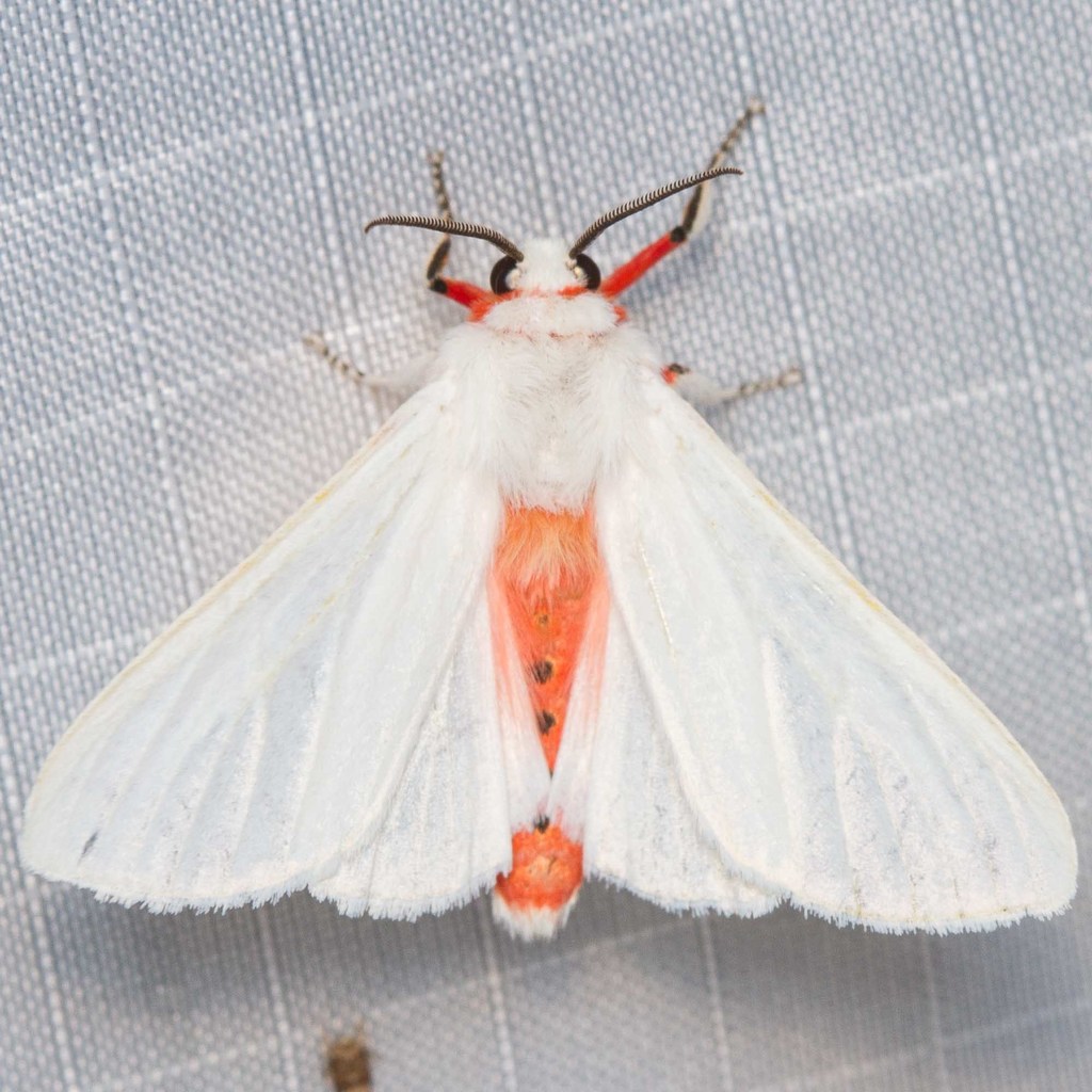 Spilosoma lifuensis