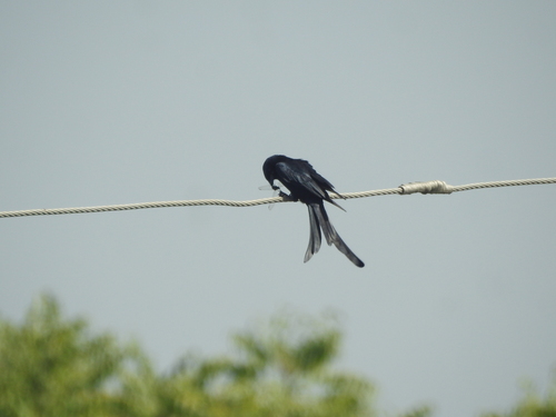 Black Drongo