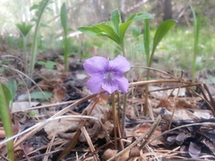 Viola dactyloides