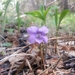 Viola dactyloides - Photo (c) Daba, algunos derechos reservados (CC BY-NC), subido por Daba
