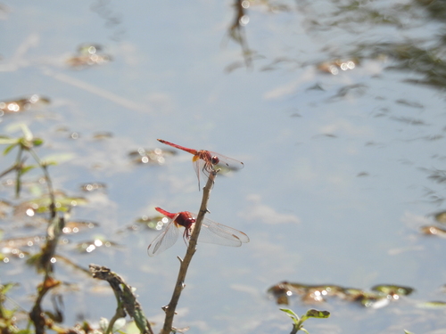 Orange-winged Dropwing