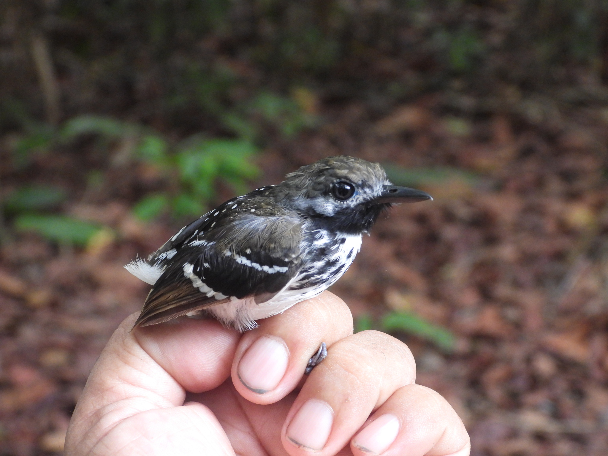 Dot-backed Antbird (Hylophylax punctulatus), photo 2