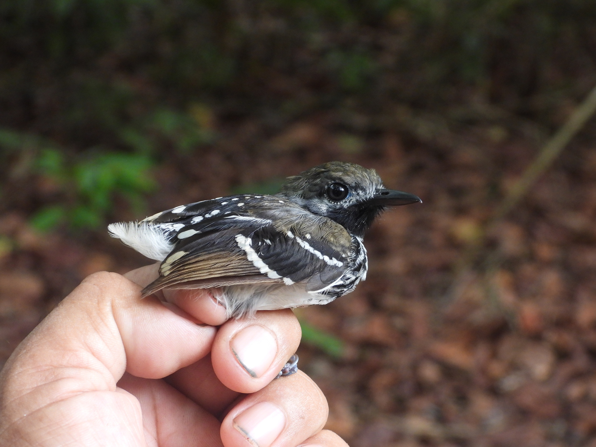 Dot-backed Antbird (Hylophylax punctulatus), photo 6