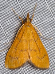Hyalobathra