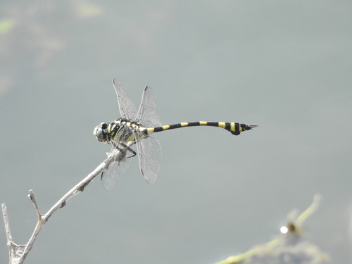 Indian Common Clubtail