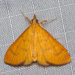 Hyalobathra