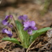 Viola gmeliniana - Photo (c) Daba, algunos derechos reservados (CC BY-NC), subido por Daba