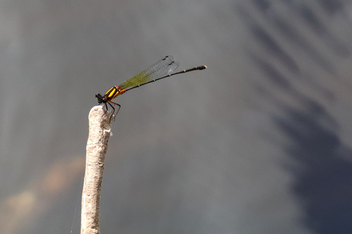 Orange Threadtail
