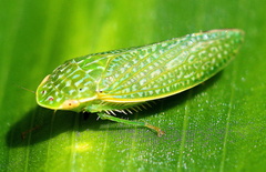 Rugosana querci