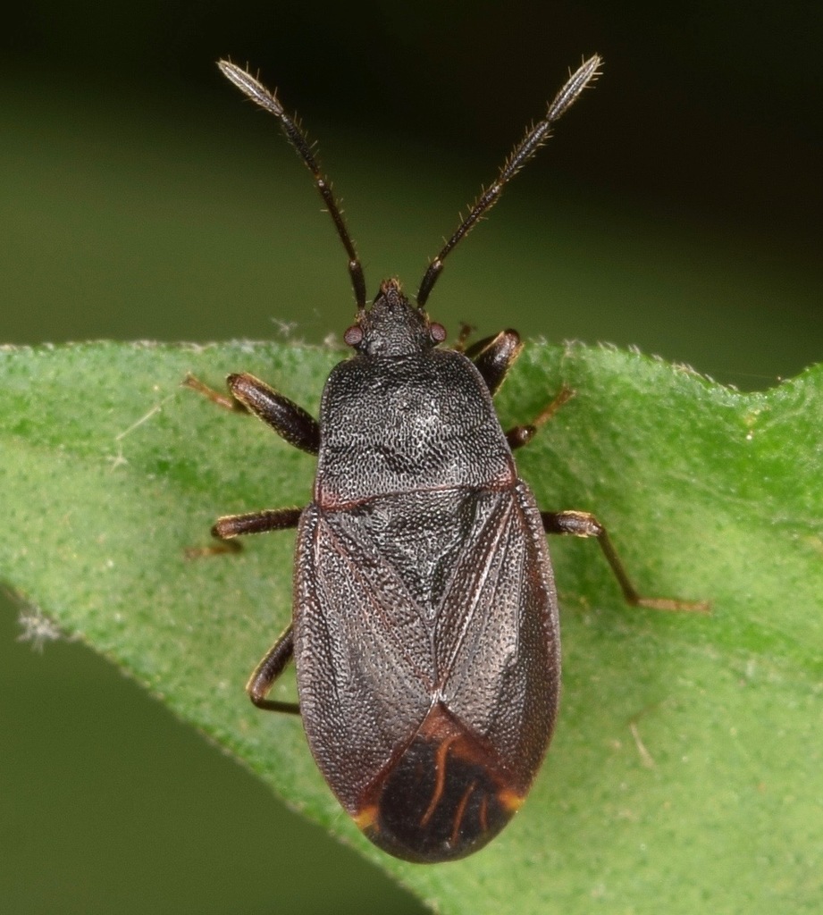Drymus crassus