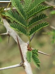 Vachellia leucophloea