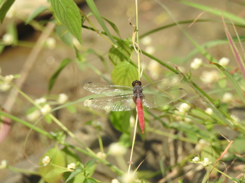 Common Red Skimmer
